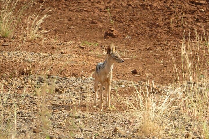 3-Days 2-Nights Private Tour to Meru National Park