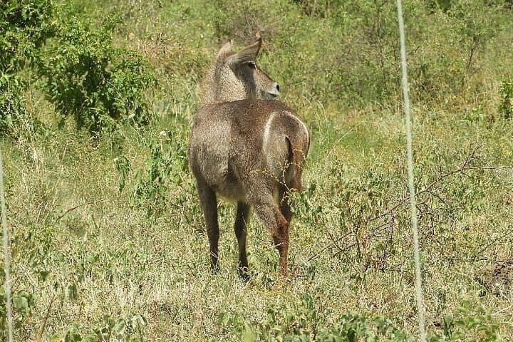 3-Days 2-Nights Private Tour to Meru National Park