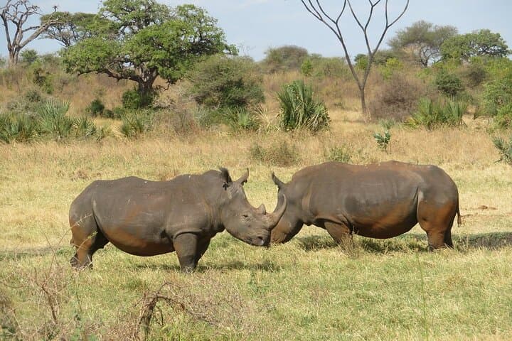 3-Days 2-Nights Private Tour to Meru National Park