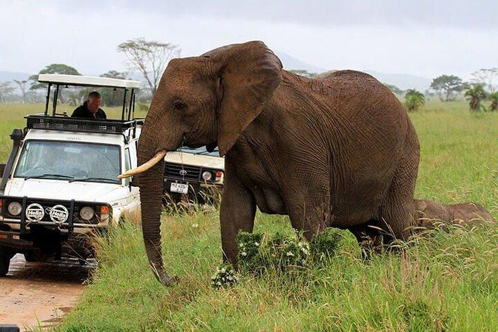 6 Day Nairobi Safari Adventure Tour