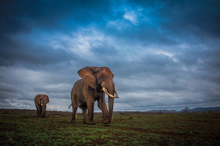 Hluhluwe-Imfolozi Park Half-day Big Five Safari Adventure