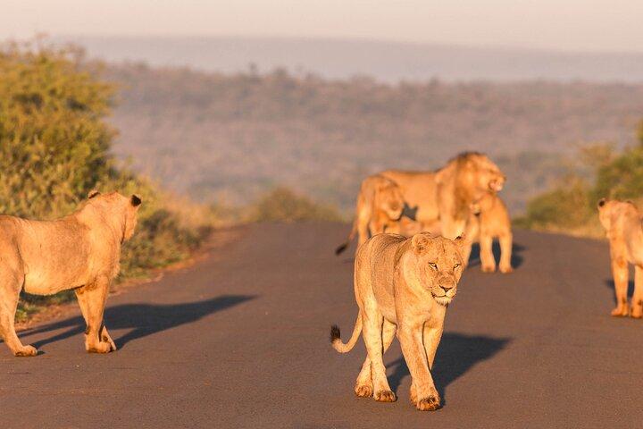 Hluhluwe-Imfolozi Park Half-day Big Five Safari Adventure