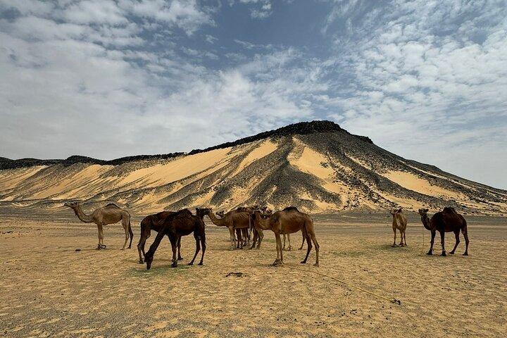 White and Black Desert 2 days Unforgettable experience
