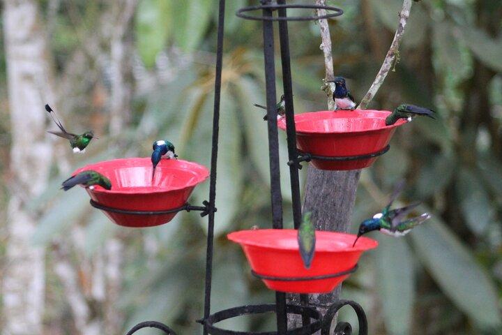 Easy Birdwatching in Cali Colombia (4 Hours)