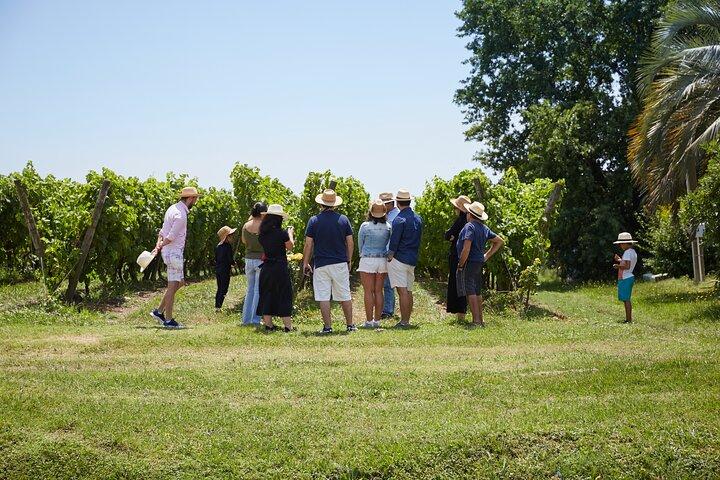 Pizzorno Winery with Lunch and Wine Tasting