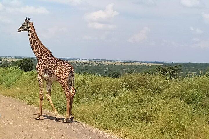 Nairobi National Park Game Drive