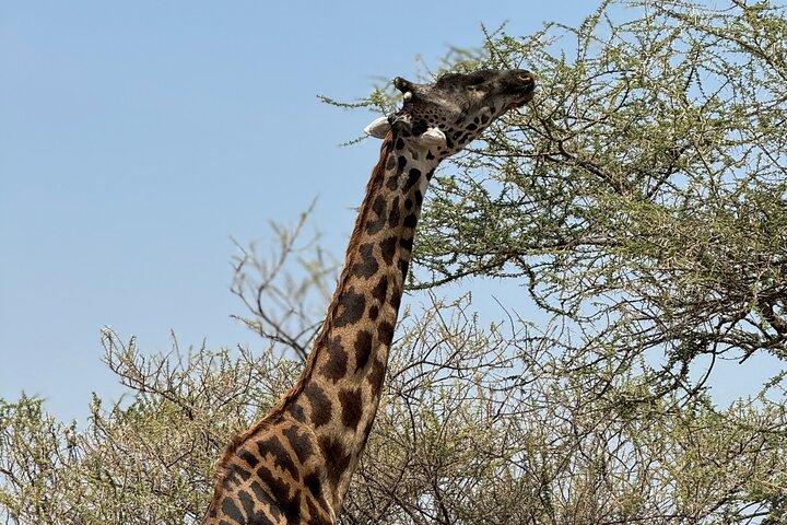7 Days Tanzania Wild Life Safari Tour