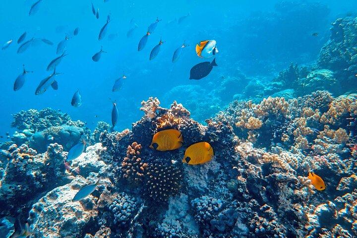 Snorkeling immersion in the wonders of Tahiti