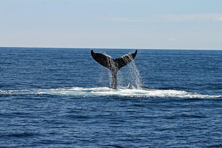 Whale watching tour from Cape Town