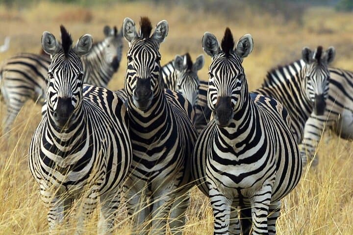 Sunset Safari Big 5 Aquila with Snacks and Wine Tasting