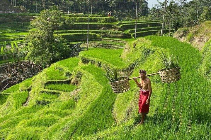 Bali Swing, Monkey Forest & Ubud Waterfalls - Private Tour