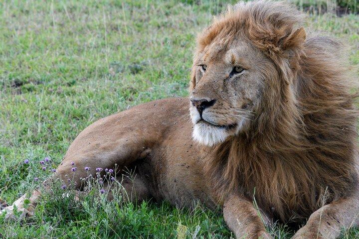 7 Day Tanzania Wildlife and Culture Tour