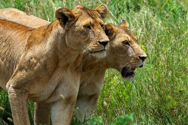 7 Day Tanzania Wildlife and Culture Tour