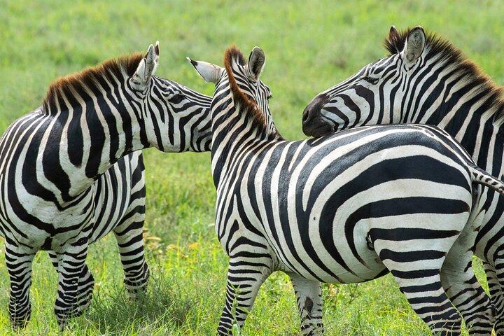 7 Day Tanzania Wildlife and Culture Tour