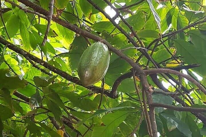 Private Jozani Forest and Stone Town Exploration with Spice Tour
