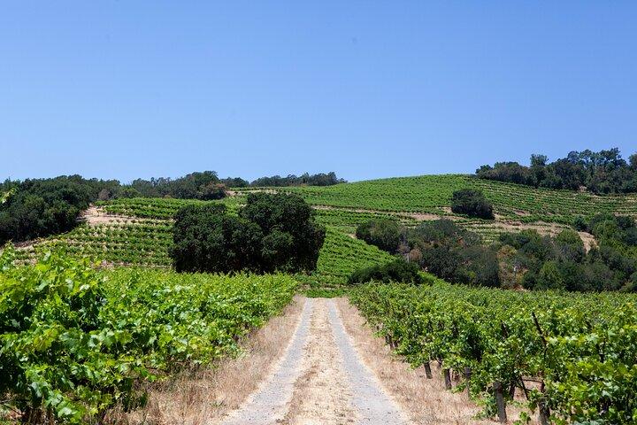 Sonoma Trike and Mindfulness - 3 hour guided tour