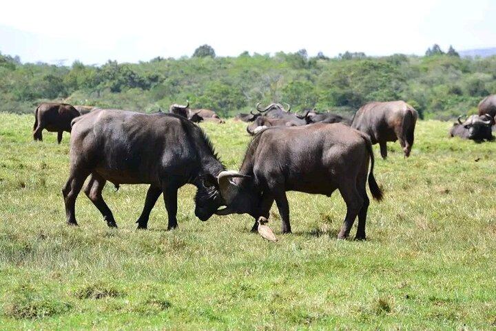 Day Trip to Arusha national Park