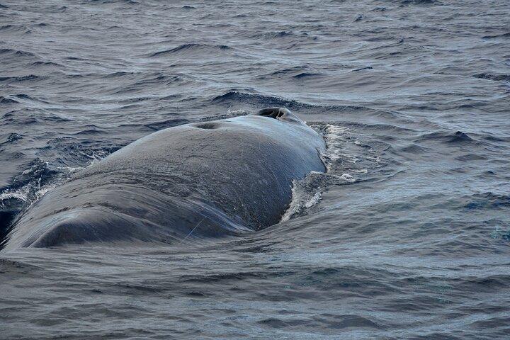 Dolphins and whale encounter on the West Coast of Mauritius