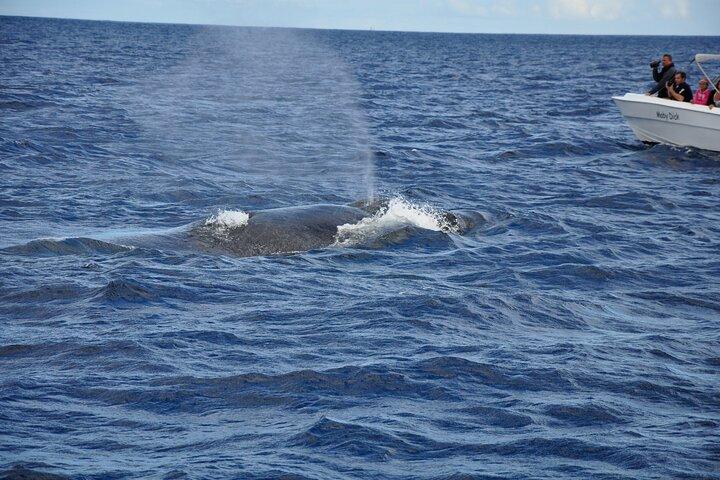 Dolphins and whale encounter on the West Coast of Mauritius