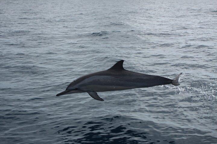 Dolphins and whale encounter on the West Coast of Mauritius