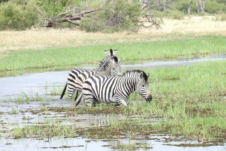 Mokoro Day Trip in the Okavango Delta