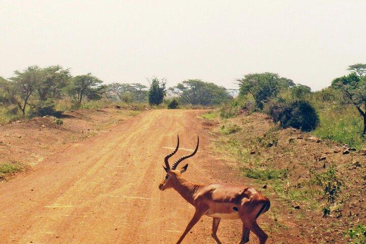 Nairobi National Park Morning Game Drive Group Tour