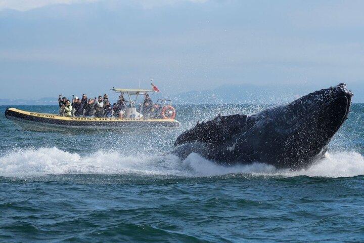 Noosa Whale Watching Cruise – Humpback Whale Adventure