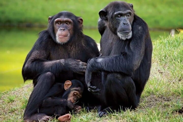 Ol Pejeta Conservancy and Chimpanzee Sanctuary Day Tour