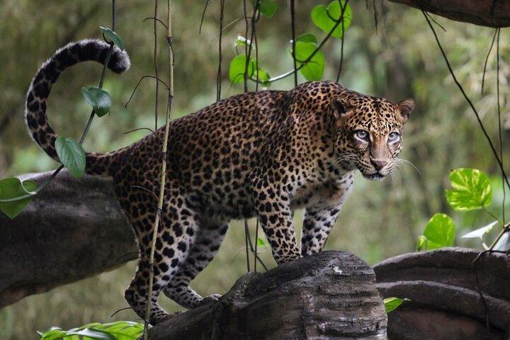 Wilpattu National Park Safari Tour