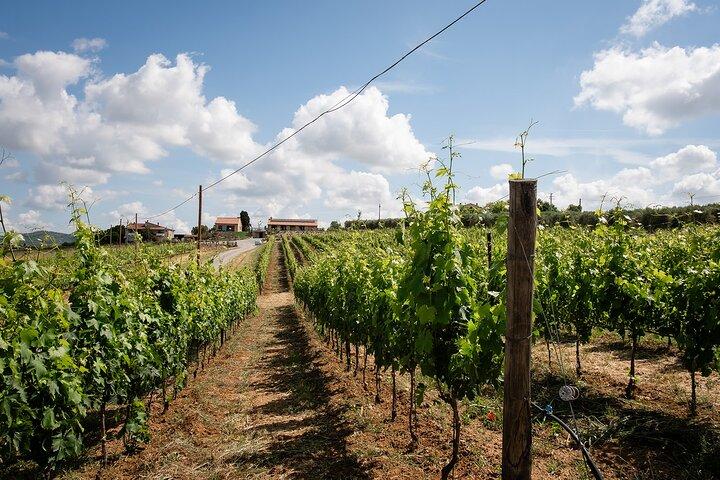 Winery tour and wine tasting in Maremma - Grosseto