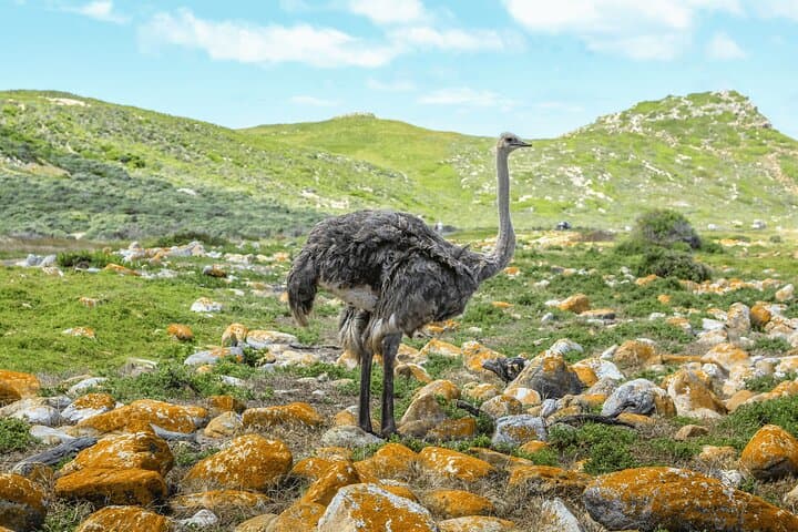 Table Mountain, Penguin,Cape Point Private Day Tour in Cape Town