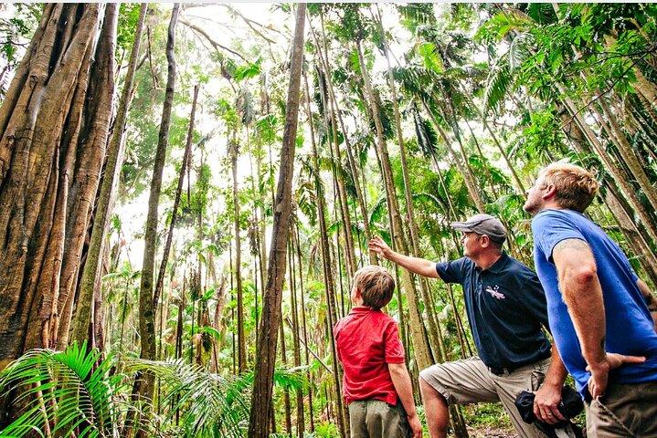 Springbrook Waterfalls & Natural Bridge Tour from Gold Coast