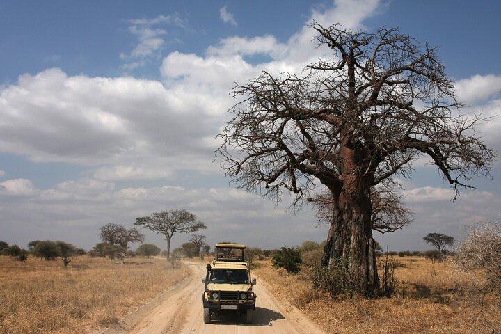 Tarangire National Park Full-Day Safari Experience (Fly in)