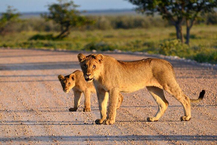 Tarangire National Park Full-Day Safari Experience (Fly in)