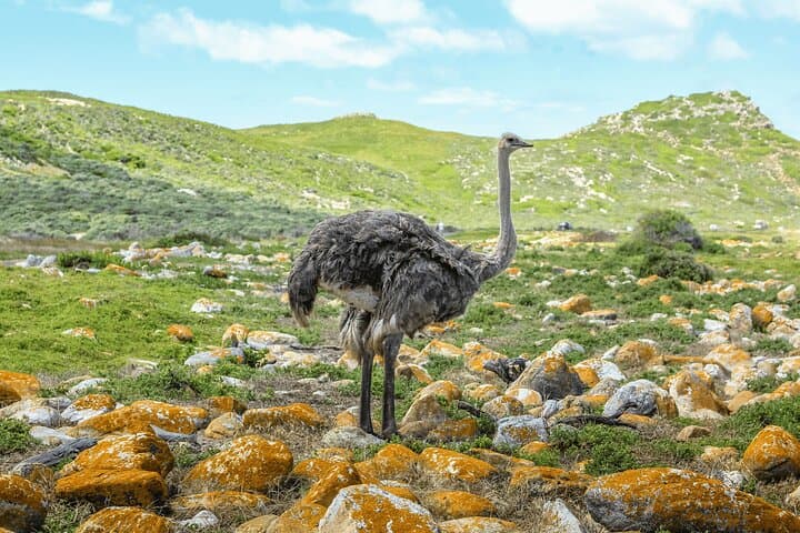 Cape of Good Hope and Boulders Beach full day Group Tour