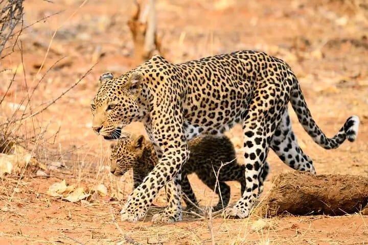 Chobe Full Day Safari in Chobe