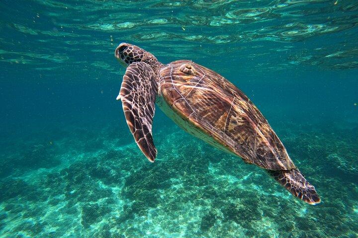 Snorkeling in Daymaniat Island