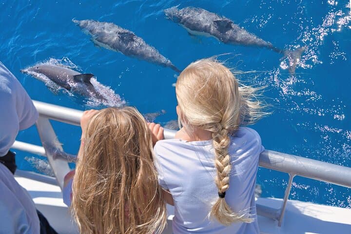 Auckland: Tikapa Moana Dolphin, Whale and Island Cruise