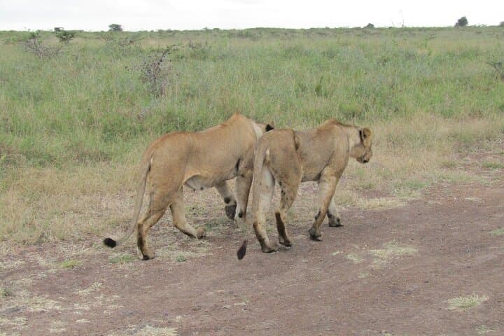 Nairobi National Park Sheldrick & Giraffe Centre Day Trip