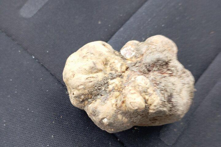Alba Truffle Hunting, Barolo and Barbaresco Tasting