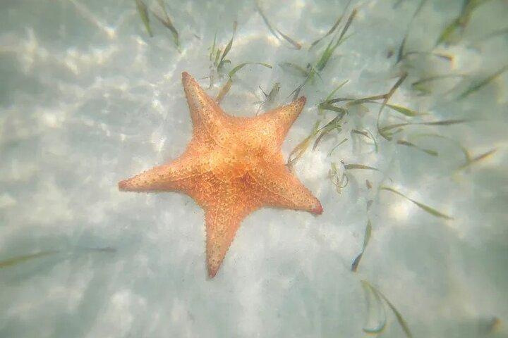 Stingrays and Starfish Point Tour