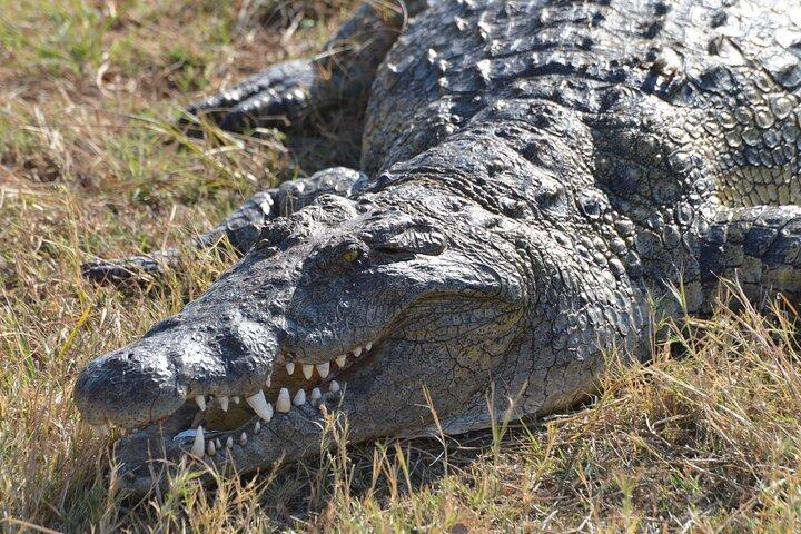 Full Day Chobe Trip with Lunch