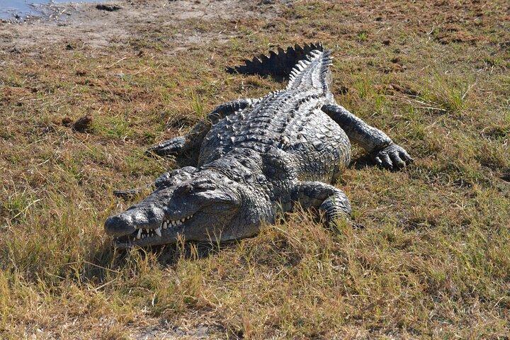 Full Day Chobe Trip with Lunch