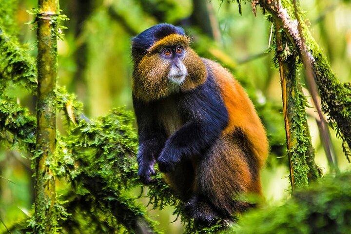 Golden Monkey Trekking and Cultural Experience, Volcanoes N. Park