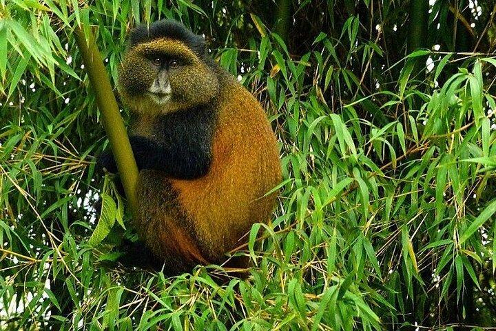 Golden Monkey Trekking and Cultural Experience, Volcanoes N. Park