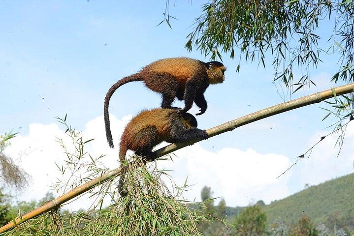 Golden Monkey Trekking and Cultural Experience, Volcanoes N. Park