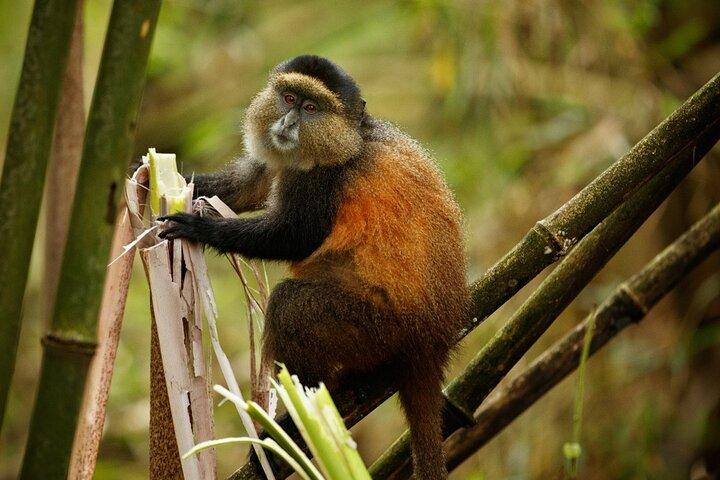 Golden Monkey Trekking and Cultural Experience, Volcanoes N. Park