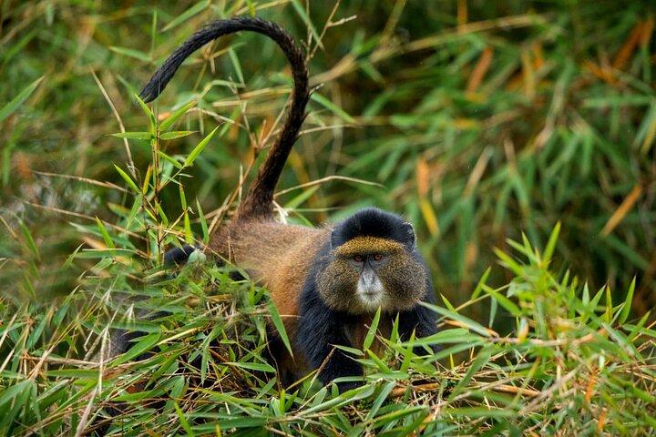 Golden Monkey Trekking and Cultural Experience, Volcanoes N. Park