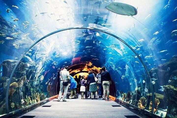 Dubai Lost Chamber Aquarium Atlantis Ticket wth optional transfer