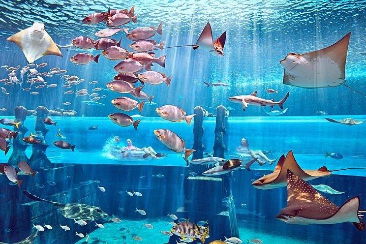 Dubai Lost Chamber Aquarium Atlantis Ticket wth optional transfer